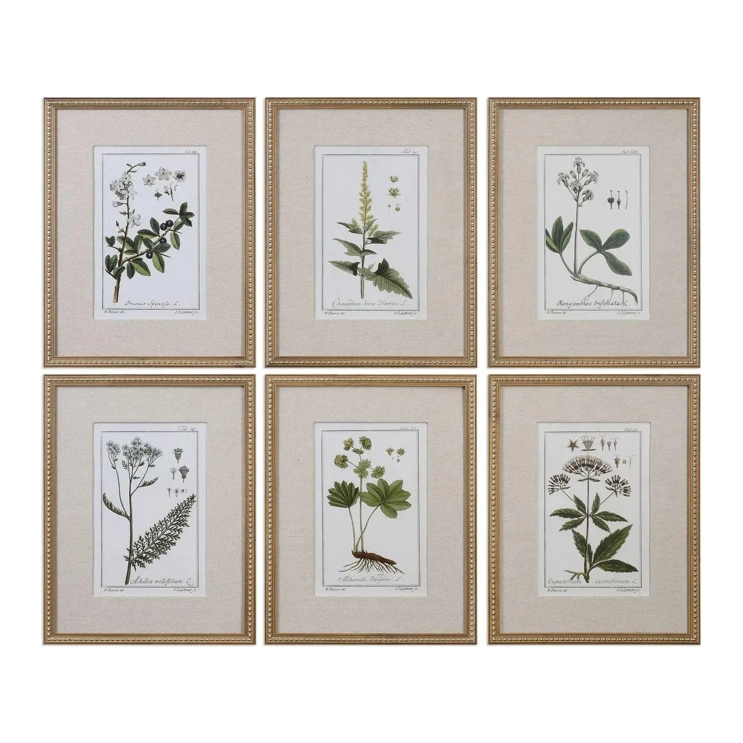 The Uttermost - Green Floral Botanical Study Wall Art - 33651 | The Rug District