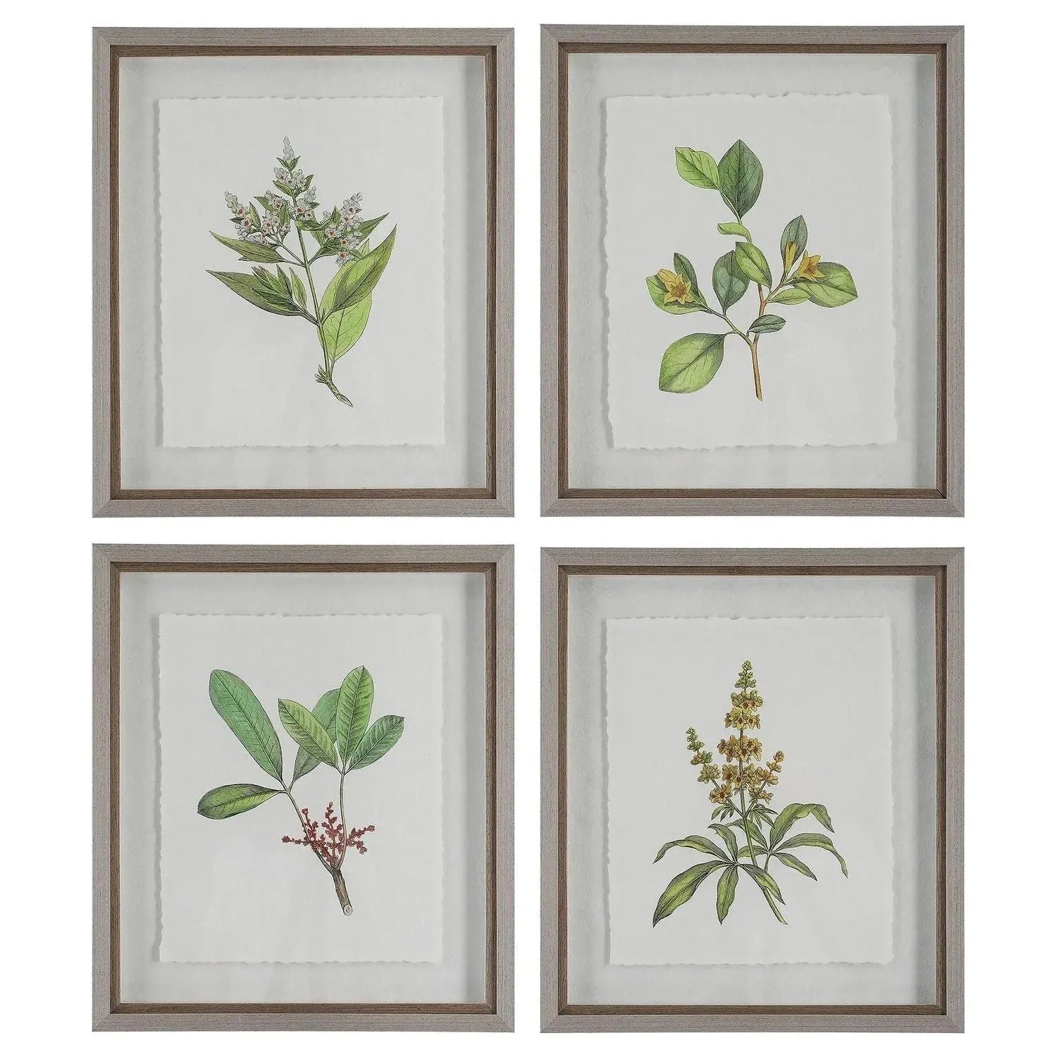 The Uttermost - Wildflower Study Framed Prints, S/4 - 41461 | The Rug District