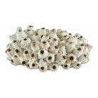 Currey and Company - Suluwasi Shells - 1200-0429 | The Rug District