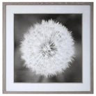 The Uttermost - Dandelion Seedhead Framed Print - 33711 | The Rug District