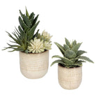 The Uttermost - Seaside Succulents Succulents, Set/2 - 60208 | The Rug District